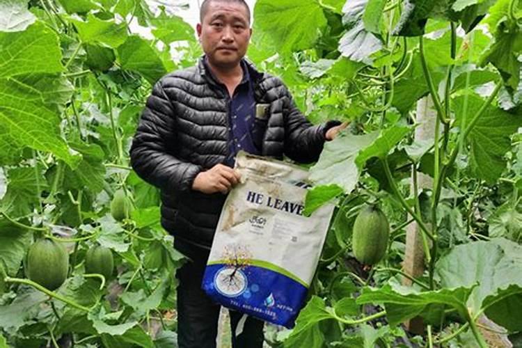 甜瓜使用水溶肥的好处？甜瓜生长期用什么肥料效果好？