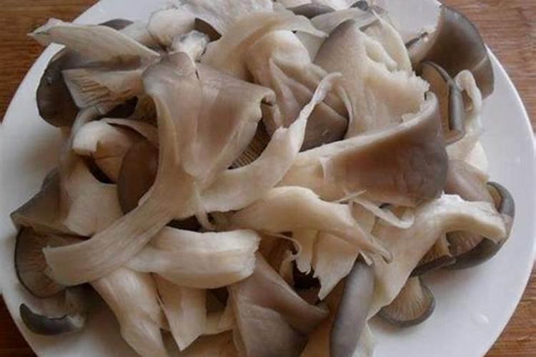 平菇种植常见误区 怎么能养出来平菇