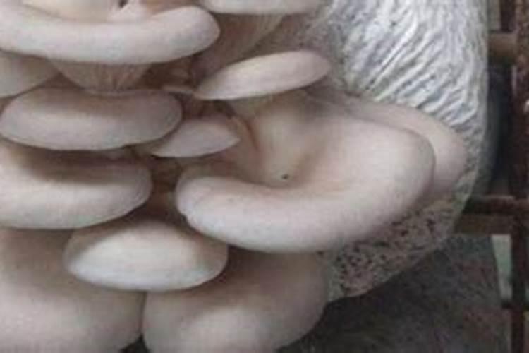 蘑菇的施肥很关键,蘑菇种植一般用什么肥效果好？