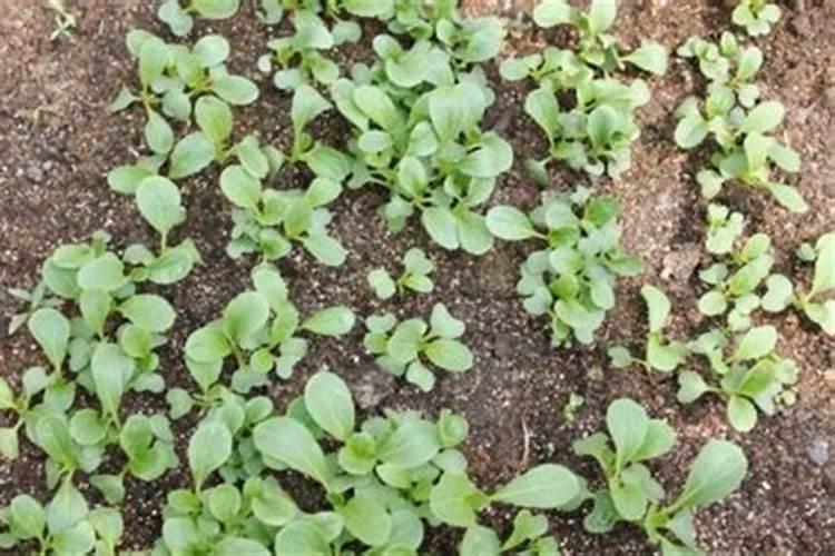 油菜如何喷施硼肥？油菜施硼肥注意事项？