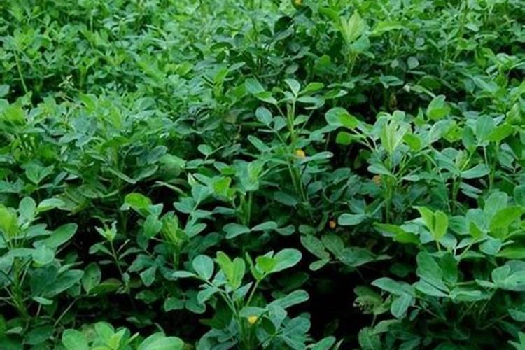 花生追肥用复合肥还是尿素 用什么肥料最好