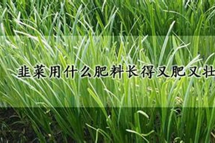 种韭菜施什么肥好