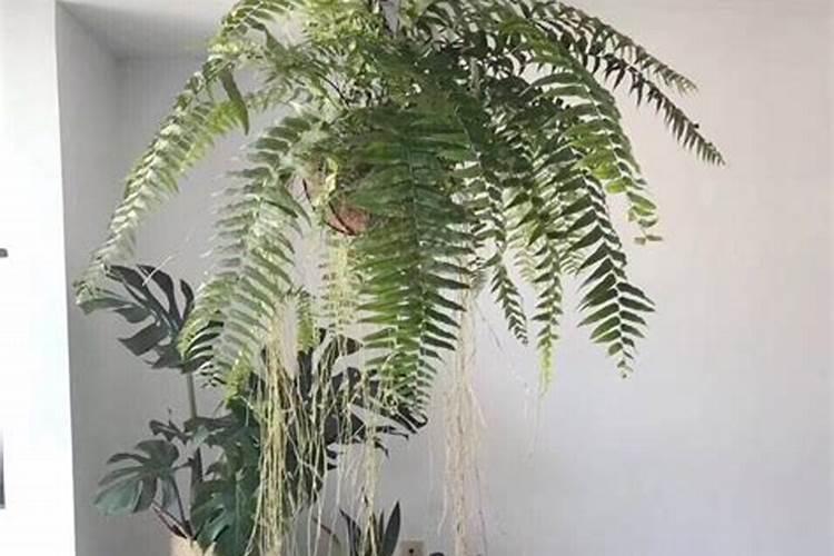 水溶肥的使用方法有哪些,中药材追施叶面肥的效果怎么样？