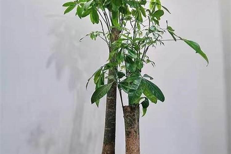 发财树可以施磷肥吗？