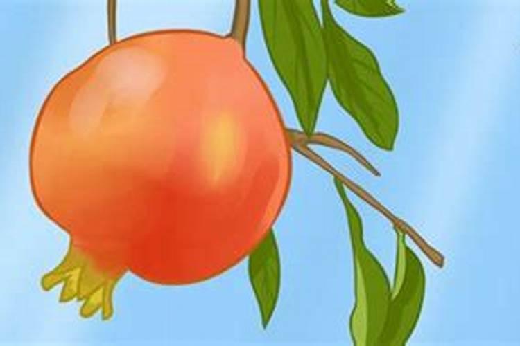 石榴浇什么肥料合适