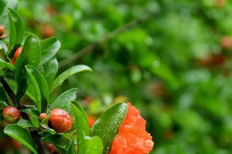 石榴盆栽不发芽怎么办？