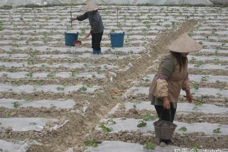 聊聊颗粒水溶肥与复合肥的优缺点