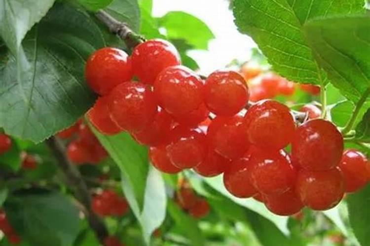 樱桃树施什么肥好