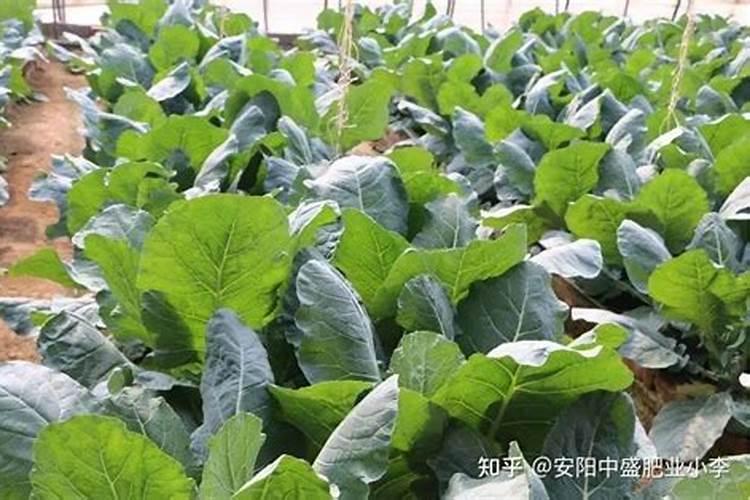 花菜怎样施肥长得好？种花菜用什么肥料能高产？