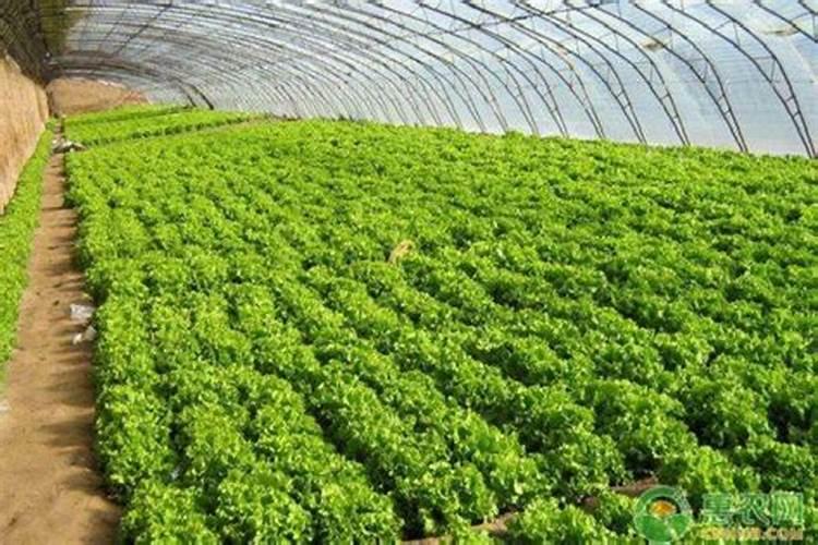 红糖加醋做叶面肥