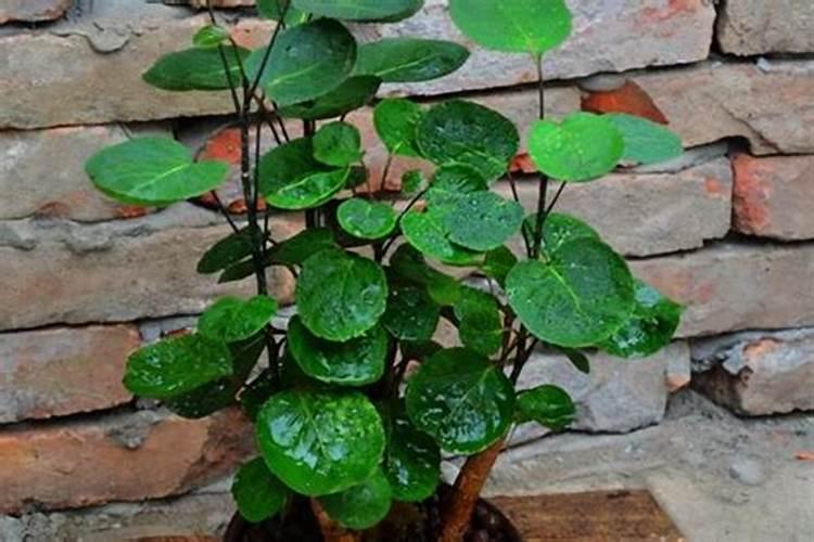 金钱兜施肥用什么肥料最好 盆栽金钱兜喜欢的两大肥料