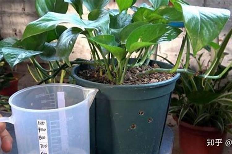 花上肥料上多了怎么办