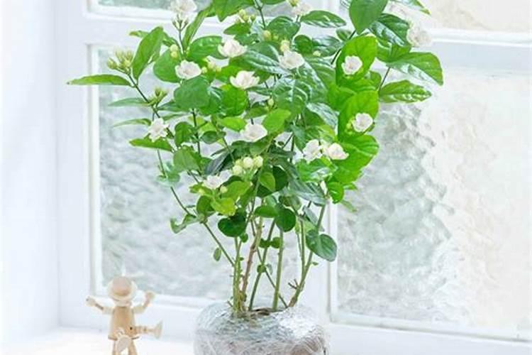 用水泡生根的茉莉,怎样才能加快根生长的速度？