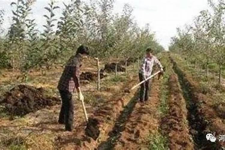 尿素和硝酸铵钙哪个肥效期长