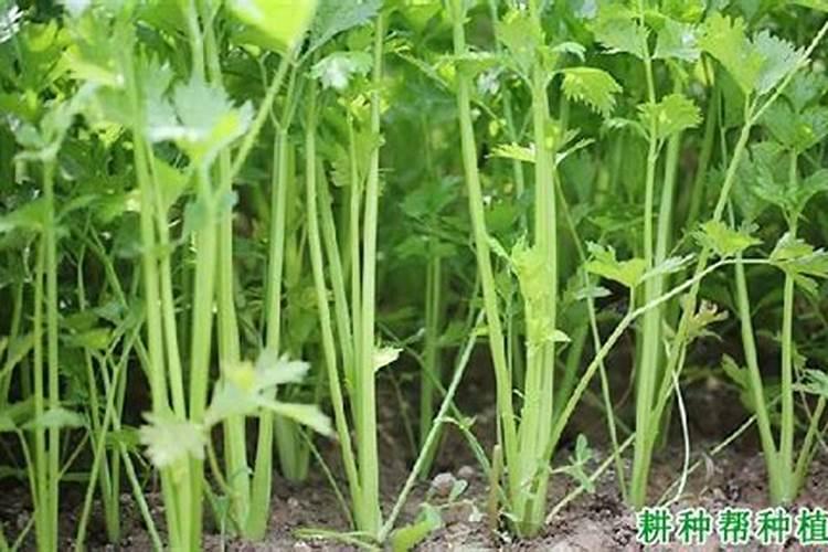 哪些花适合磷肥