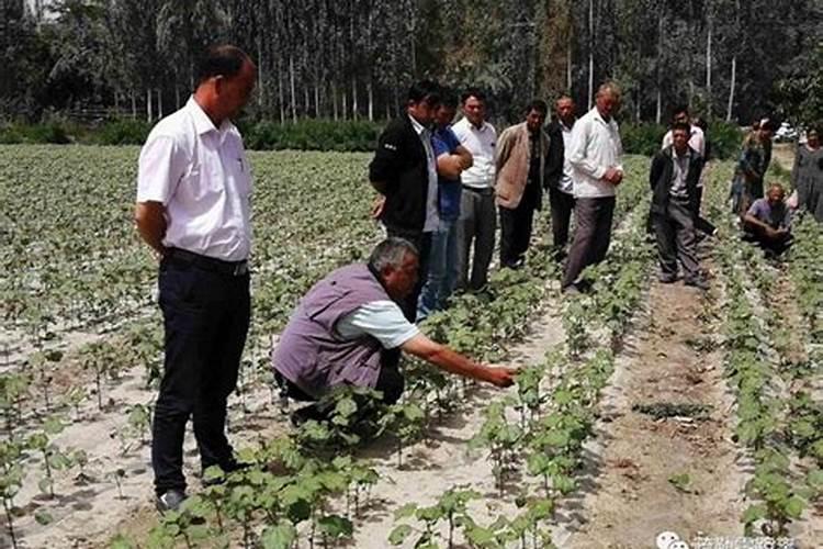 棉花后期喷什么叶面肥,棉花后期发黄怎么办
