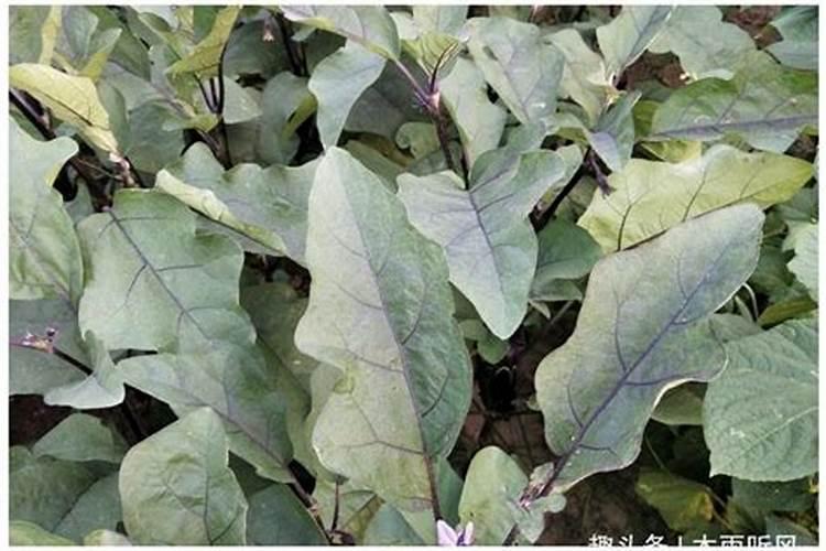 茄子滴灌什么肥油绿