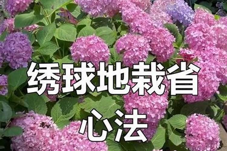 绣球花施肥用什么肥