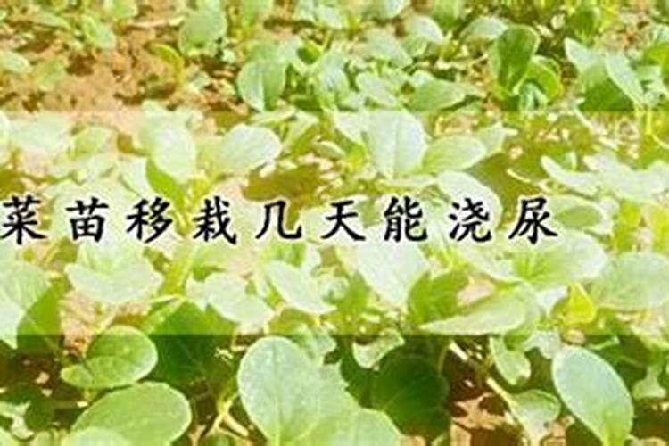 在种植黄瓜、辣椒、番茄时,有哪些办法可以促长、增产、防病害？百度知 ...