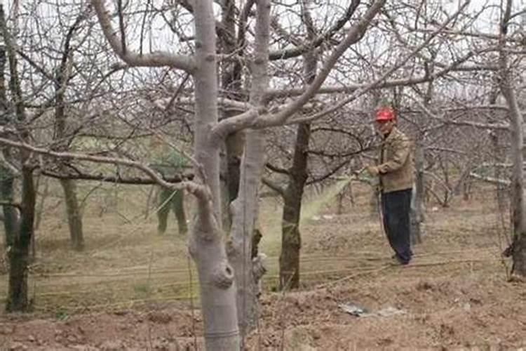 果树根外怎么施肥？用好了!1斤肥料当10斤用!yiu1237