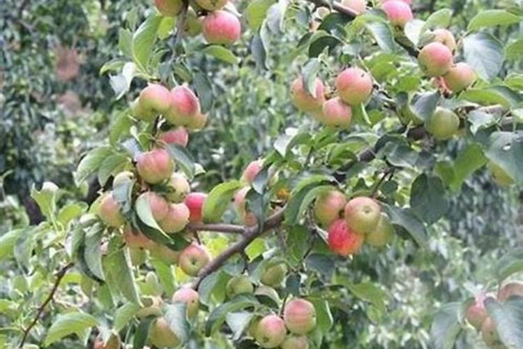 果树叶面肥用什么较好？