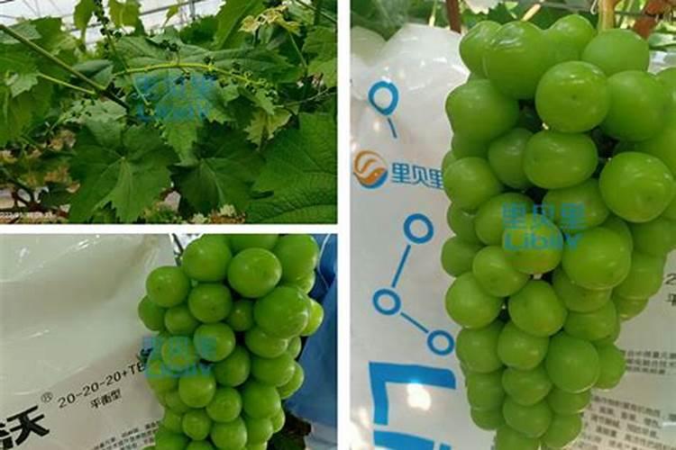 红提用什么肥使果实迅速膨大？红提水溶肥用法