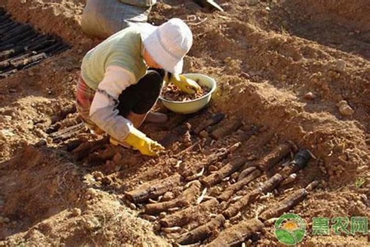 天麻需要哪些肥料栽培