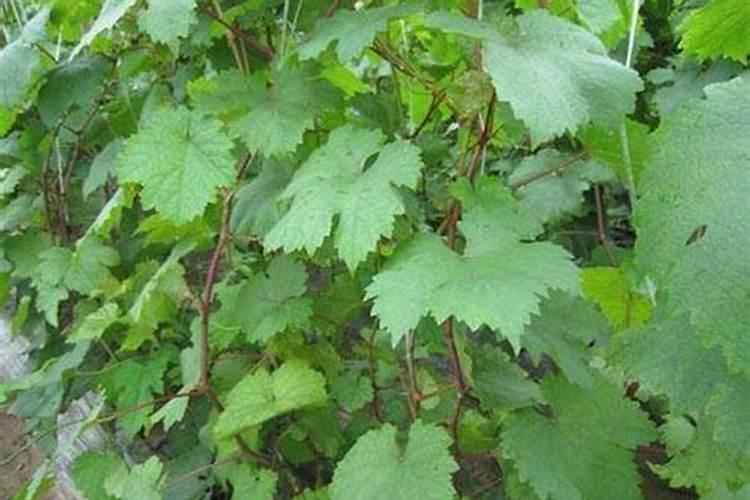 为什么花开时不能喷水