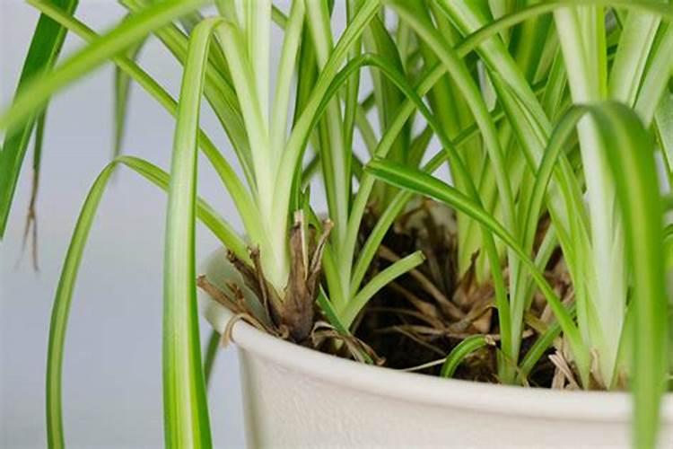 冬天吊兰如何施肥 冬天吊兰施肥方法和时间