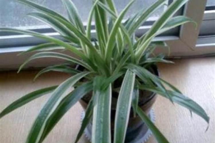 冬天吊兰隔多久浇水施肥才合适 冬天吊兰多久才能浇水施肥