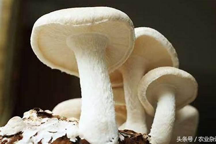 蘑菇棒可以当肥料吗？