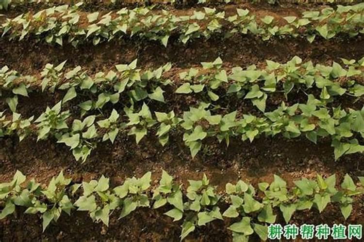 红薯叶发黄是怎么回事