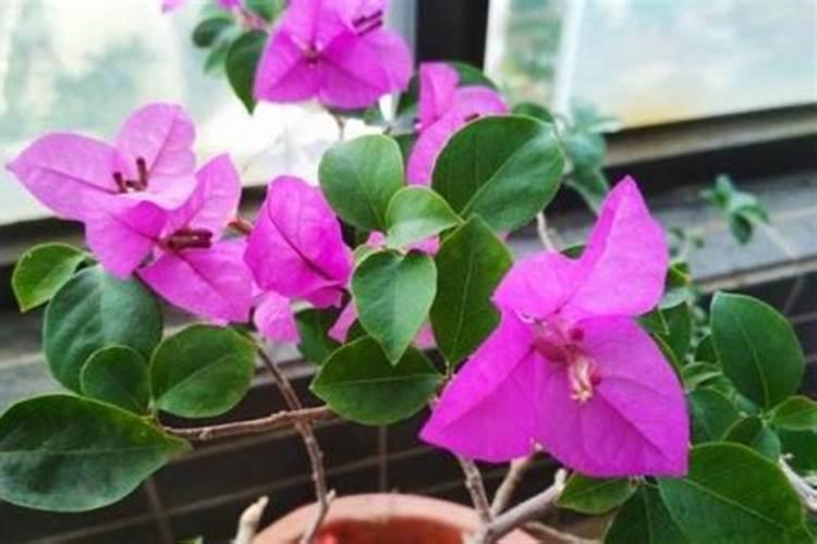 三角梅花肥用什么合适