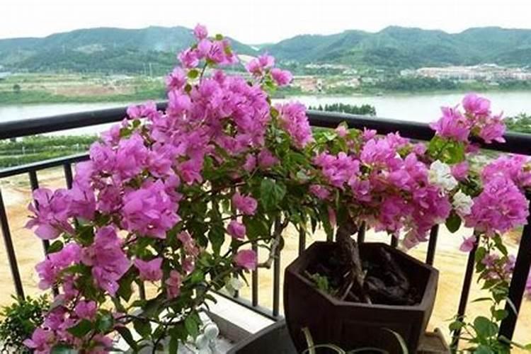 三角梅用什么肥