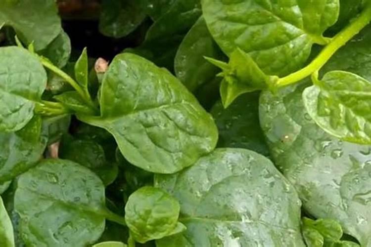 木耳菜施什么肥长得快