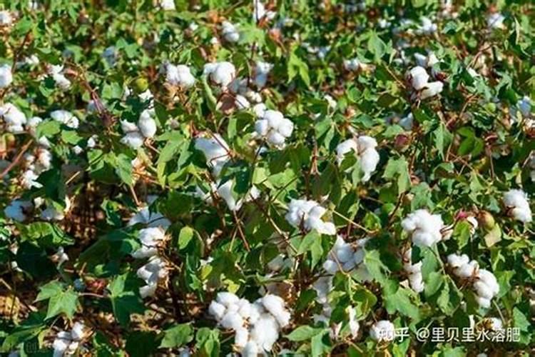 微量元素水溶肥多久用一次 微量元素水溶肥料的适用作物和使用方法百 ...