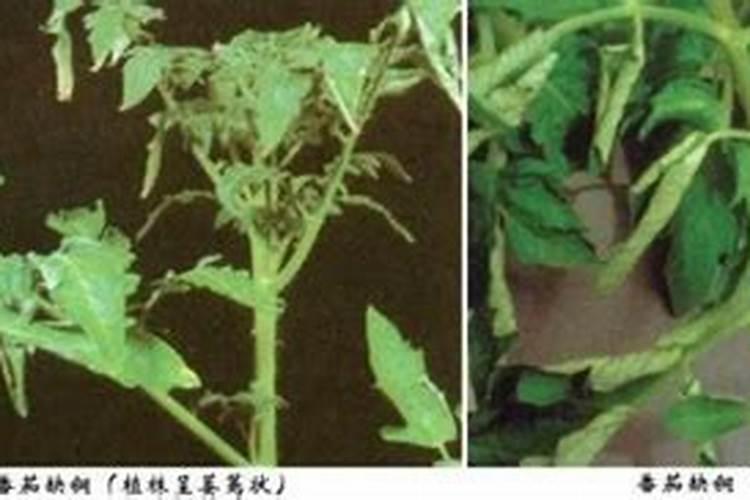 种植番茄也要施氮肥吗？在什么时候施氮肥效果好呢？