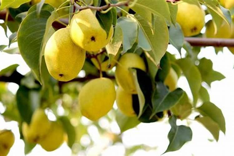 梨树78月份施什么肥最好