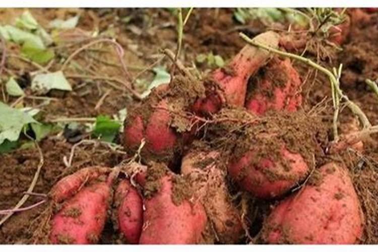 拿敌稳杀菌剂与四霉素混用吗