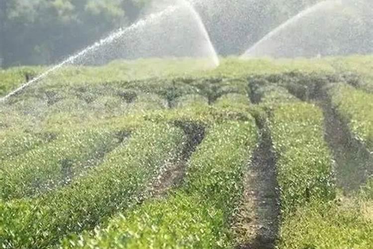 家养兰花如何使用苄氨基嘌呤