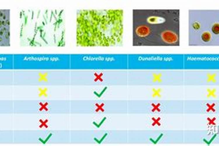 氨基酸叶面肥植物上的作用