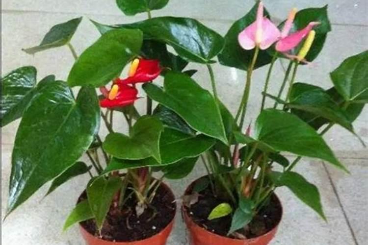 红掌浇什么肥料合适