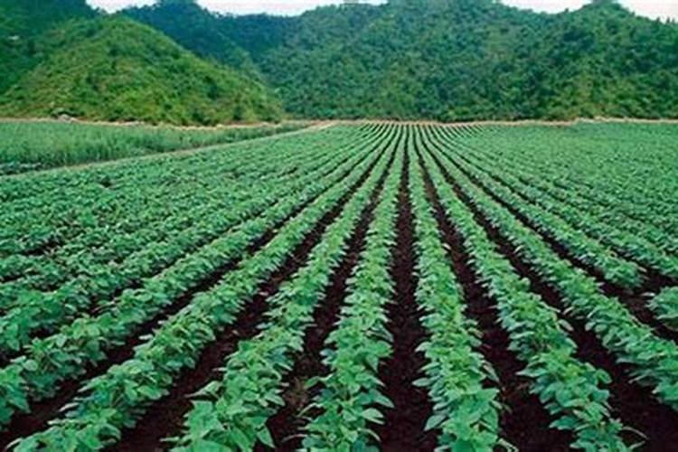 大豆施叶面肥时间