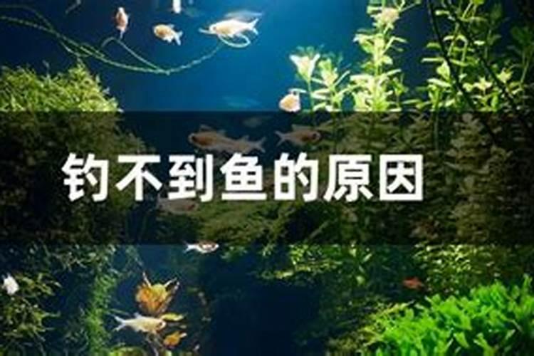 水肥鱼难钓的解决方法有3种,可以试试看