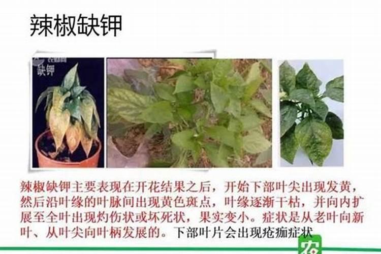 四季豆催芽好还是直接种好