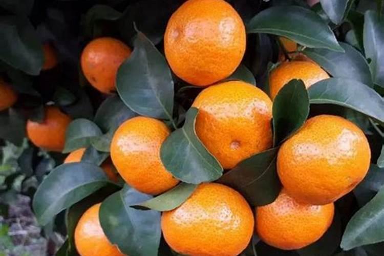 密桔树什么时候施肥最好？桔子树怎样使用水溶肥？