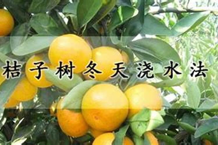 北方盆栽桔子树怎么养冬天怎么养