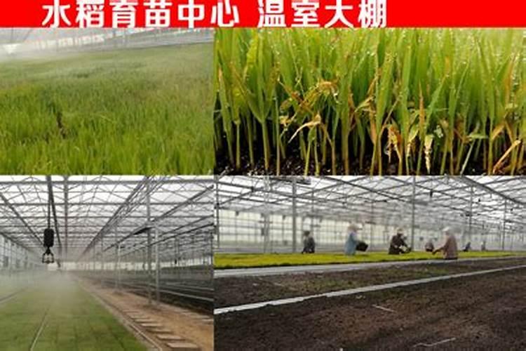 水稻后期贪青晚熟喷施什么叶面肥什么时间喷