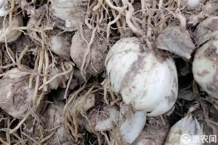 百合施什么肥最好