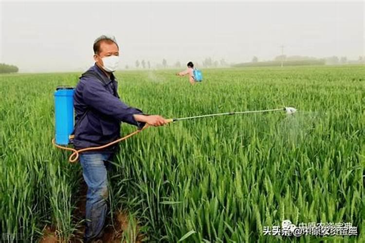 小麦“一喷三防”哪一遍必打？打几遍最好,推荐几个好的用药方案